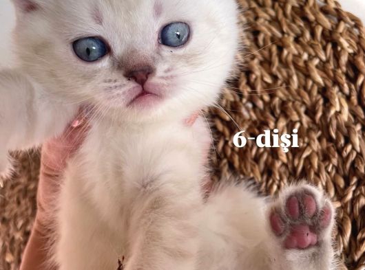 Bri̇ti̇sh Ve Exoti̇c Bebekler görsel