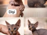 TEK RENK KANADA SPHYNX