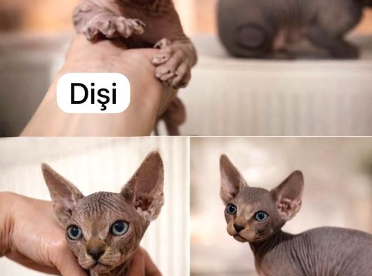 Tek Renk Kanada Sphynx