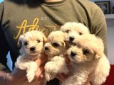 Ev doğumu maltipoo yavrularımız