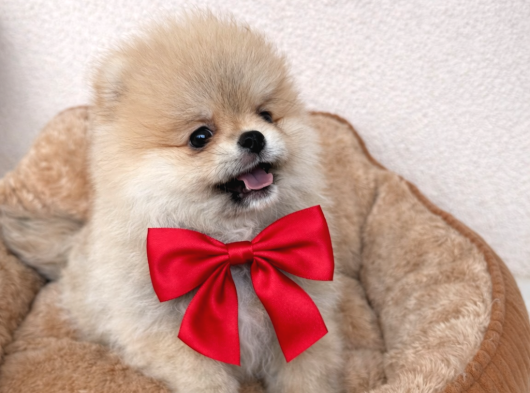 Pomerian Boo Ayı Surat Dişi görsel
