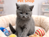 Mükemmel A Kalite Britiah Shorthair Yavrularımız