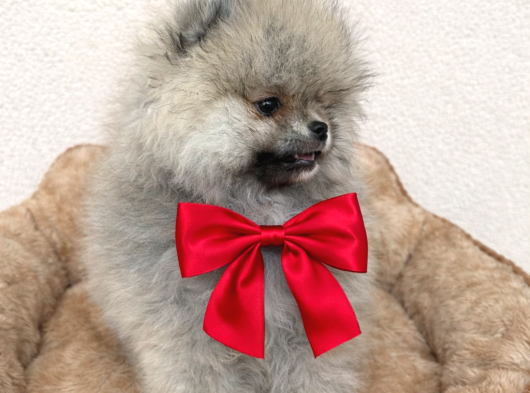 Pomerian Boo Ayı Surat Dişi görsel