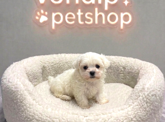 Vonalp Pet Garantisiyle 3 Adet Maltese Terri̇er
