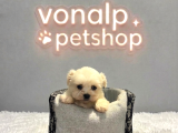 Vonalp Pet Garantisiyle 3 Adet Maltese Terri̇er