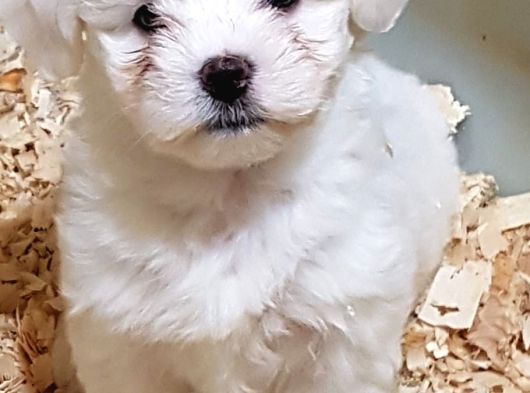 Muhteşem Güzellikte Maltese Yavrularimiz görsel