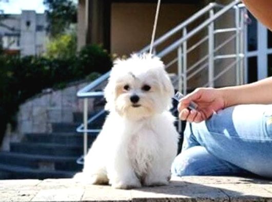 Muhteşem Güzellikte Maltese Yavrularimiz görsel