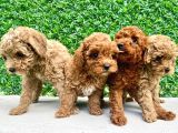 Muhteşem Güzellikte Toy Poodle Yavrularımız