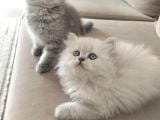 Brithish longhair bal kız