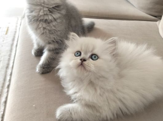 Brithish Longhair Bal Kız