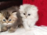 British Longhair Yavru Kediler