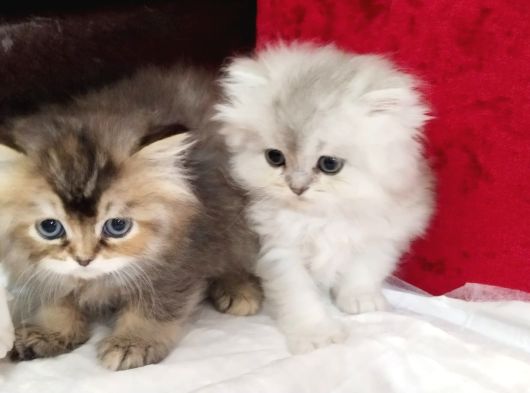 British Longhair Yavru Kediler görsel