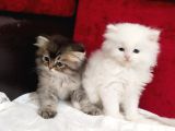 British longhair yavru kediler