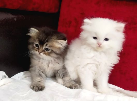 British Longhair Yavru Kediler