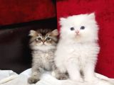 British Longhair Yavru Kediler