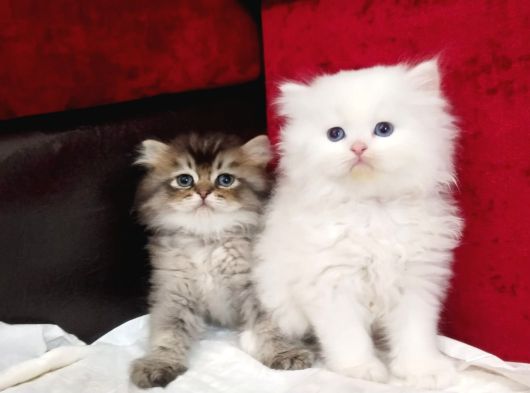 British Longhair Yavru Kediler görsel