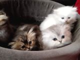 British Longhair Yavru Kediler