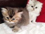British Longhair Yavru Kediler
