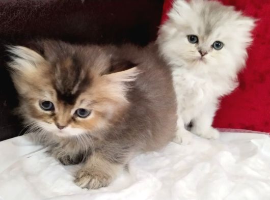 British Longhair Yavru Kediler görsel