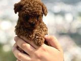 MİNİ BOY KOREA POODLE BEBEKLER