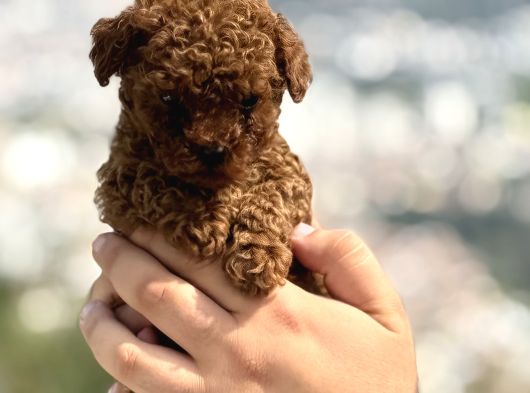 Microteacup Korea Sper Mini Boy Bebekler görsel
