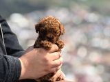 Mi̇ni̇ Boy Korea Poodle Bebekler