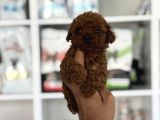 Microteacup Korea Sper Mini Boy Bebekler