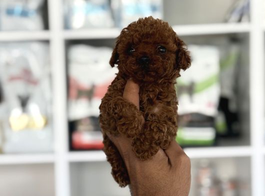 Microteacup Korea Sper Mini Boy Bebekler görsel