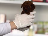Sağlik Kontrolleri̇ Tamamlanmiş Sosyal Korea Poodle Bebekler