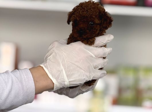 Sağlik Kontrolleri̇ Tamamlanmiş Sosyal Korea Poodle Bebekler görsel