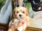 ŞEKER TADINDA MALTİPOO BEBEKLER
