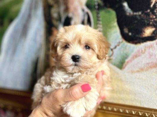 Şeker Tadinda Malti̇poo Bebekler