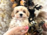 Şeker Tadinda Malti̇poo Bebekler