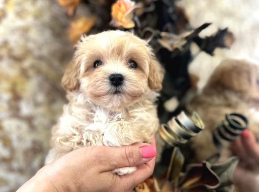 Şeker Tadinda Malti̇poo Bebekler görsel