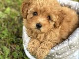 GÜLER YÜZLÜ MALTİPOO YAVRULARI