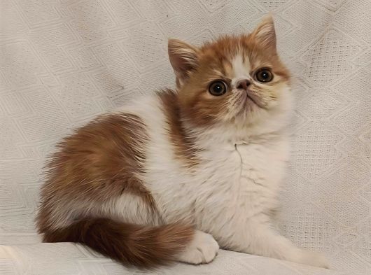 Bri̇ti̇sh Ve Exoti̇c Bebekler görsel