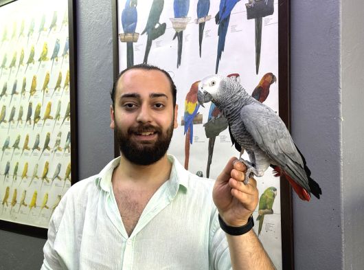 100 Keli̇me Konuşan Üst Düzey Jako Papağanimiz görsel