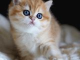 Altın yumoş Golden British Shorthair yavrumuz
