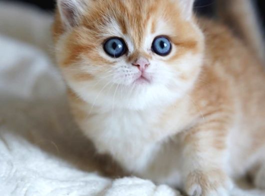 Altın Yumoş Golden British Shorthair Yavrumuz görsel