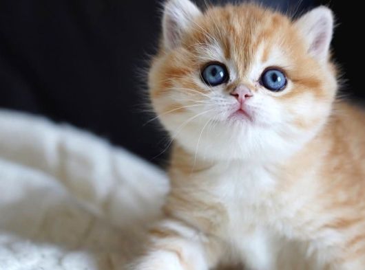 Altın Yumoş Golden British Shorthair Yavrumuz görsel