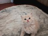British Longhair Yavrular