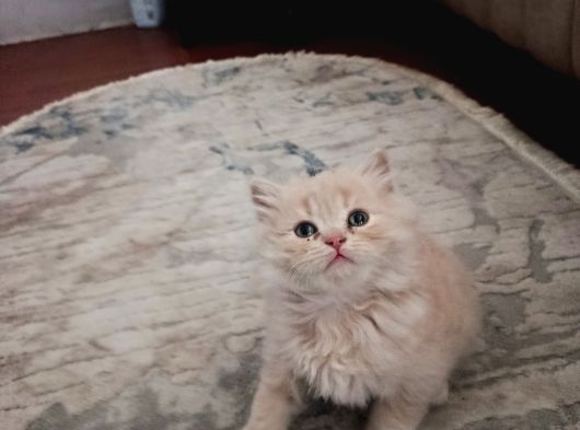British Longhair Yavrular görsel