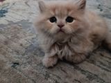 British Longhair Yavrular