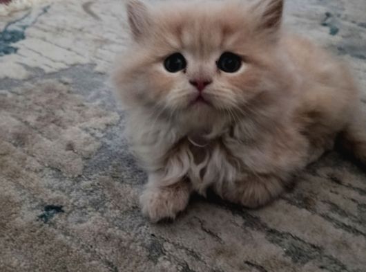 British Longhair Yavrular görsel