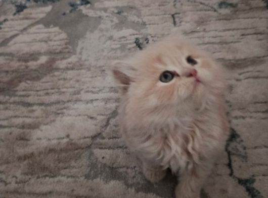 British Longhair Yavrular görsel
