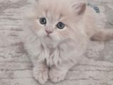 British Longhair Yavrular