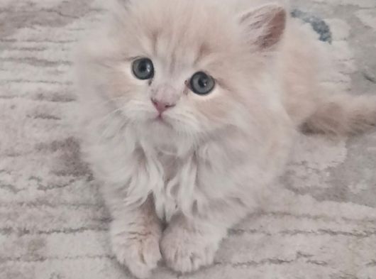 British Longhair Yavrular görsel