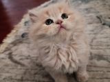 British longhair yavrular