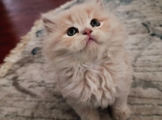 British Longhair Yavrular