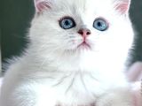 Dünya Güzeli Silver British Shorthair Ns1133